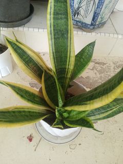 (Category: ) located in . Submitted by plantsetc (Listing ID 1458341865, Image 1). Description: .