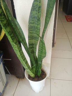 (Category: ) located in . Submitted by plantsetc (Listing ID 1458341626, Image 1). Description: .