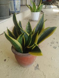 (Category: ) located in . Submitted by plantsetc (Listing ID 1458340489, Image 1). Description: .