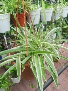 (Category: ) located in . Submitted by plantsetc (Listing ID 1458370552, Image 1). Description: .