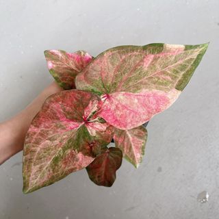 (Category: ) located in . Submitted by danichan_foliage (Listing ID 1457398632, Image 1). Description: .