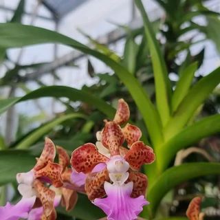 (Category: ) located in . Submitted by sindo.sg (Listing ID 1458365473, Image 1). Description: .