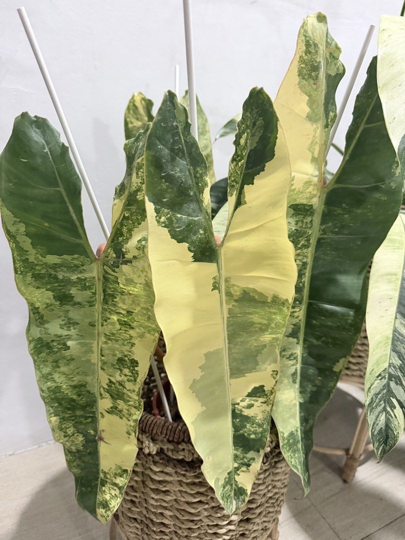 Variegated Bilitae- XXL size (Category: Plants & Seeds) located in Manila. Submitted by chinkiedudle (Listing ID 1458464020, Image 1). Description: 🍀XXL Size Mother Plant 🍀leaf size: 12-18 inches per leaf 🍀Height: 2 feet 🍀PM for more details Offers varieties of plants: Top rare aglaonema, Scindapsus, Anthurium, Philodendron and other budget plants for sale. Visit facebook page Plant Tita Collection and IG account for their details and prices.