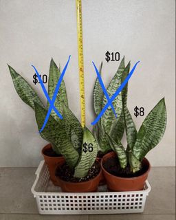 (Category: ) located in . Submitted by growthsprout (Listing ID 1446995144, Image 1). Description: .