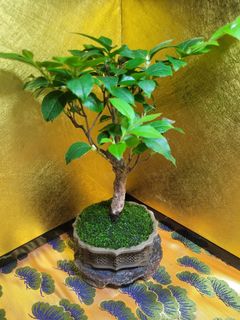（分類：）位於 。 由 forever_shine 提交（商品編號 1453582381，圖片 1）。簡介： 。