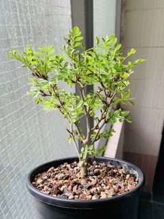 （分類：）位於 。 由 plants3721 提交（商品編號 1453457637，圖片 1）。簡介： 。