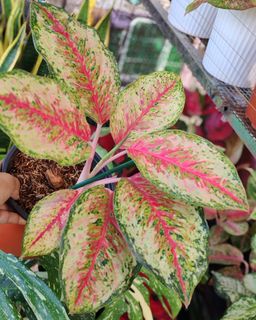 (Category: ) located in . Submitted by plantcorner (Listing ID 1453556210, Image 1). Description: .