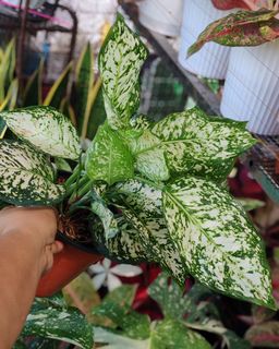 (Category: ) located in . Submitted by plantcorner (Listing ID 1453556419, Image 1). Description: .