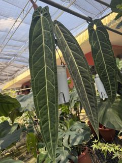 (Category: ) located in . Submitted by addicted2plants (Listing ID 1453474578, Image 1). Description: .