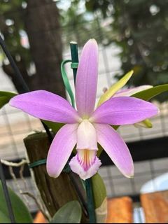 Cattleya Alliance  收藏品 3