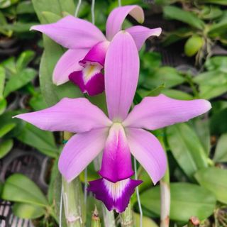 Cattleya Alliance  收藏品 2