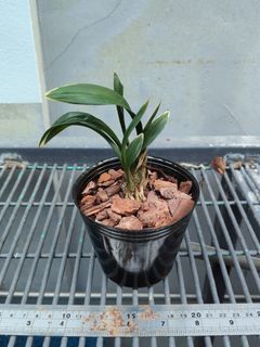 Cymbidium species  收藏品 2