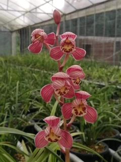 Cymbidium species  收藏品 3