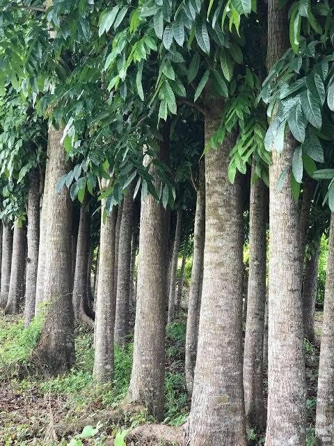 Mahogany Trees For Sale (Category: Everything Else Others) located in San Pablo. Submitted by gelo.amdr (Listing ID 1453572080, Image 2). Description: Mahogany trees for sale (appx. 600 trees) Location: San Pablo, Laguna Direct seller here .