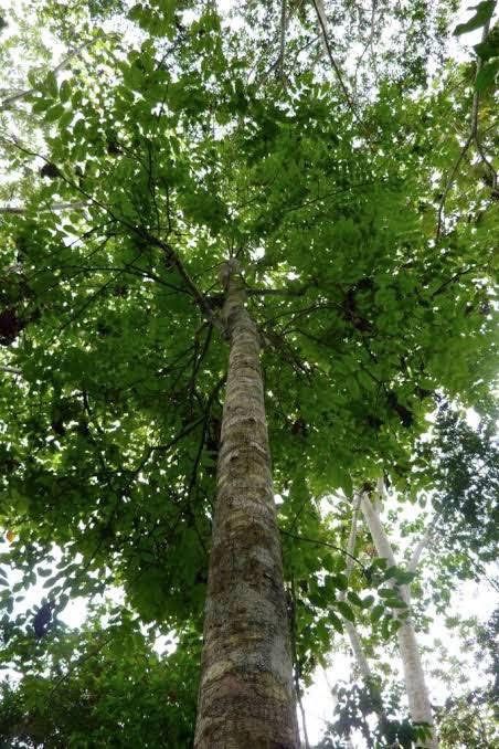 Mahogany Trees For Sale (Category: Everything Else Others) located in San Pablo. Submitted by gelo.amdr (Listing ID 1453572080, Image 3). Description: Mahogany trees for sale (appx. 600 trees) Location: San Pablo, Laguna Direct seller here .