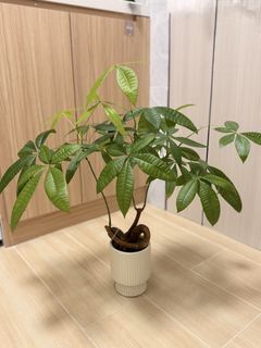 （分類：）位於 。 由 twingc 提交（商品編號 1453560726，圖片 1）。簡介： 。