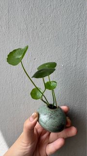 (Category: ) located in . Submitted by kindrootstudio (Listing ID 1453525701, Image 1). Description: .