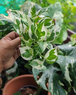 (Category: ) located in . Submitted by plantcorner (Listing ID 1453556037, Image 1). Description: .