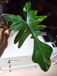 (Category: ) located in . Submitted by happygrowing (Listing ID 1453449834, Image 1). Description: .