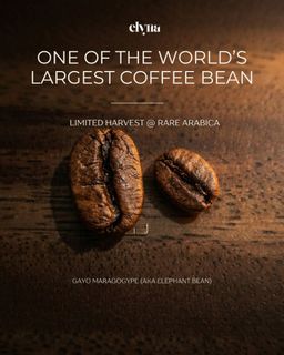 2026 Curated Specialty Coffee Collection 收藏品 1