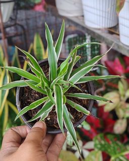 (Category: ) located in . Submitted by plantcorner (Listing ID 1453555841, Image 1). Description: .