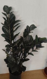 (Category: ) located in . Submitted by jtflorist (Listing ID 1450403823, Image 1). Description: .