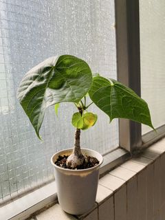 （分類：）位於 。 由 plants3721 提交（商品編號 1458536204，圖片 1）。簡介： 。