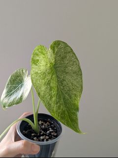 (Category: ) located in . Submitted by toto.leaf (Listing ID 1458585572, Image 1). Description: .
