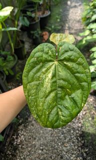 (Category: ) located in . Submitted by plantuncle (Listing ID 1449685386, Image 1). Description: .