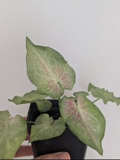 (Category: ) located in . Submitted by toto.leaf (Listing ID 1458620403, Image 1). Description: .