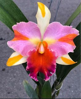 (Category: ) located in . Submitted by gardenparadisesgp (Listing ID 1458568368, Image 1). Description: .