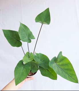 (Category: ) located in . Submitted by goodflorist (Listing ID 1458579680, Image 1). Description: .