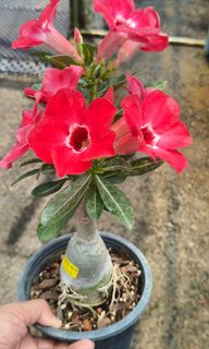 (Category: ) located in . Submitted by jtflorist (Listing ID 1458547789, Image 1). Description: .