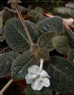 (Category: ) located in . Submitted by sayooneo222 (Listing ID 1458589358, Image 1). Description: .