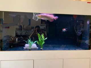 (Category: ) located in . Submitted by maggiechin97 (Listing ID 1458611851, Image 1). Description: .