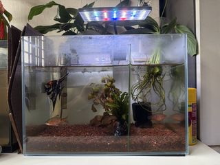 (Category: ) located in . Submitted by finnlin (Listing ID 1457751693, Image 1). Description: .