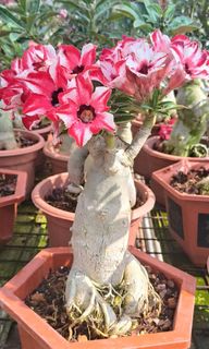(Category: ) located in . Submitted by jtflorist (Listing ID 1458512806, Image 1). Description: .