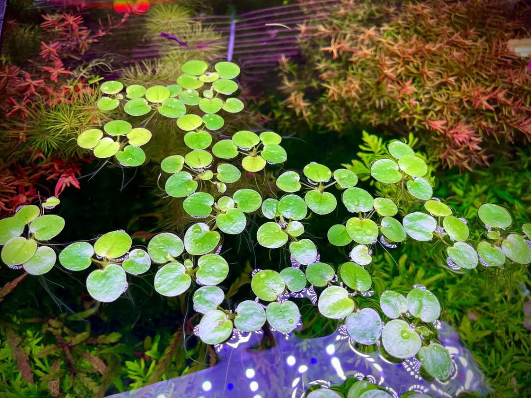 Frogbits (Category: Homes & Other Pet Accessories) located in Singapore. Submitted by maamemoo (Listing ID 1458528607, Image 3). Description: - Frogbits Floating Aquarium plant. - Sucks Nitrate, Nitrite and Ammonia. - Shade lights for shy fish - Great for shrimp to graze on. - 10 for $1.