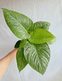 (Category: ) located in . Submitted by goodflorist (Listing ID 1458580389, Image 1). Description: .