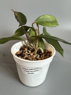 （分類：）位於 。 由 Greenhouse 提交（商品編號 1458521673，圖片 1）。簡介： 。