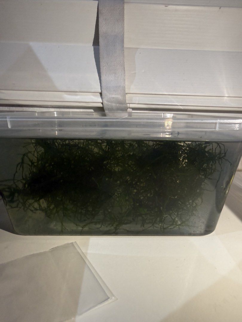 Java moss (Category: Plants & Seeds) located in Singapore. Submitted by beckts (Listing ID 1458615505, Image 2). Description: Collection at my Blk, around tampines hub Willing to trade for other plants .