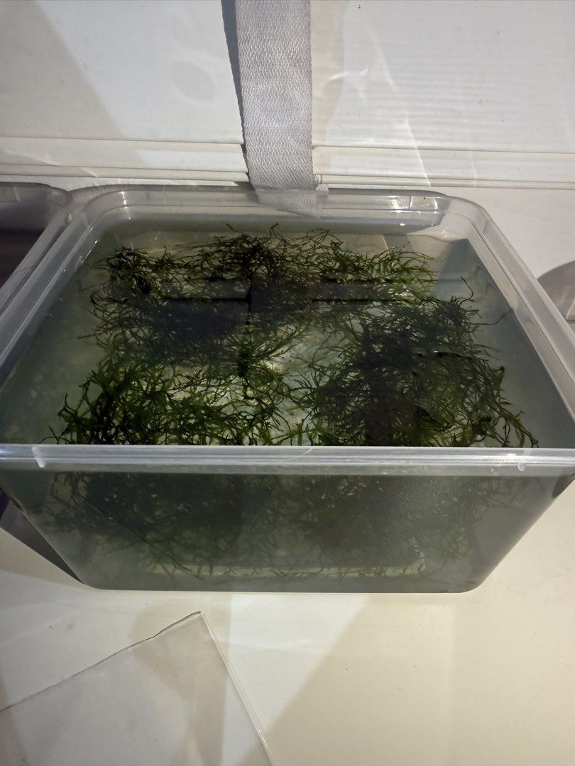 Java moss (Category: Plants & Seeds) located in Singapore. Submitted by beckts (Listing ID 1458615505, Image 3). Description: Collection at my Blk, around tampines hub Willing to trade for other plants .