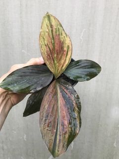 (Category: ) located in . Submitted by madam.plants (Listing ID 1458627021, Image 1). Description: .