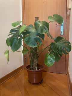 （分類：）位於 。 由 pdiddyyy 提交（商品編號 1458544921，圖片 1）。簡介： 。