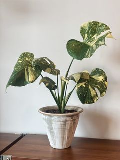 （分類：）位於 。 由 michellesmc 提交（商品編號 1458579093，圖片 1）。簡介： 。