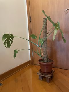 （分類：）位於 。 由 pdiddyyy 提交（商品編號 1458534534，圖片 1）。簡介： 。