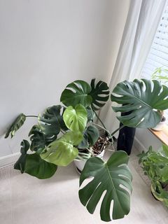 （分類：）位於 。 由 marmarrr 提交（商品編號 1458535140，圖片 1）。簡介： 。