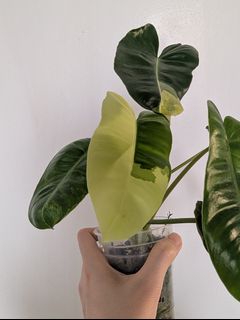 (Category: ) located in . Submitted by toto.leaf (Listing ID 1458620732, Image 1). Description: .