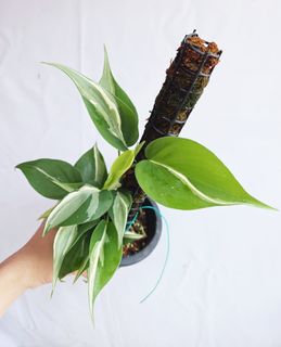 (Category: ) located in . Submitted by goodflorist (Listing ID 1458582568, Image 1). Description: .