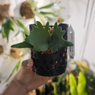 (Category: ) located in . Submitted by d.botanics (Listing ID 1458648843, Image 1). Description: .